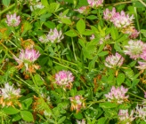Trifolium echinatum