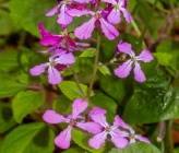 Lunaria annua subsp pachyrhiza