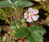Potentilla micrantha
