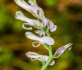 Fumaria macrocarpa subsp macrocarpa