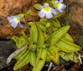 Pinguicula crystallina subsp hirtiflora