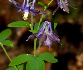 Aquilegia nigricans