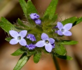 Asperula arvensis