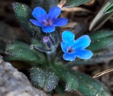 Buglossoides incrassata subsp\. incrassata