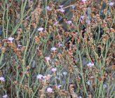 Limonium proliferum