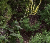 Verbascum delphicum