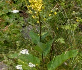 Verbascum glabratum subsp glabratum