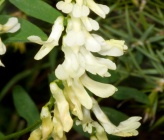 Vicia pinetorum