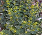Vincetoxicum canescens subsp pedunculatum