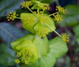 Smyrnium perfoliatum subsp rotundifolium