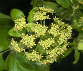 Smyrnum olusatrum