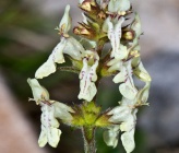 Stachys recta subsp recta