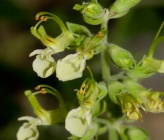 Teucrium flavum subsp hellenicum