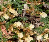 Teucrium montanum subsp montanum