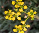 Ruta graveolens