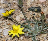 Scorzonera sublanata