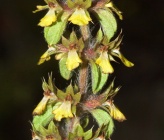 Sideritis montana subsp montana