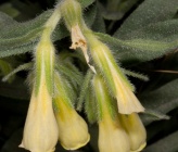 Onosma erecta subsp malickyi