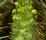 Pedicularis brachyodonta subsp moesiaca