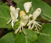 Lonicera nummulariifolia subsp nummulariifolia
