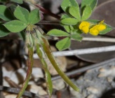 Lotus ornithopodioides