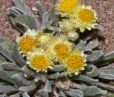 Helichrysum orientale