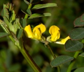 Hippocrepis multisiliquosa