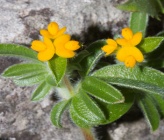 Hymenocarpus circinnatus