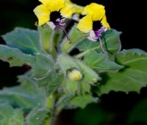 Hyoscyamus aureus