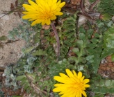 Hyoseris lucida