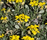 Fibigia lunarioides