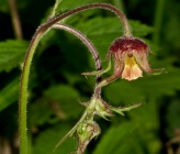 Geum rivale