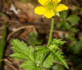 Geum urbanum