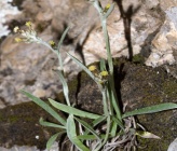 Gnaphalium roeseri subsp roeseri