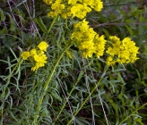 Haplophyllum balcanicum