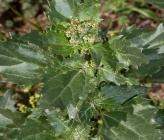 Chenopodiastrum murale