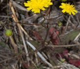 Crepis neglecta subsp graeca