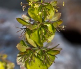 Cruciata taurica subsp occidentalis