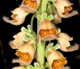 Digitalis ferruginea subsp ferruginea