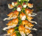 Digitalis laevigata subsp graeca