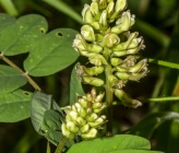 Astragalus glycyphyllos subsp glycyphylloides