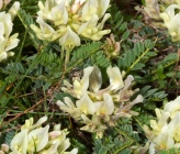 Astragalus tymphresteus