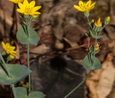 Blackstonia acuminata subsp acuminata