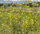 Brassica nigra