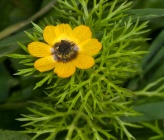 Adonis microcarpa