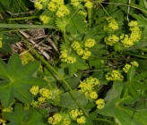 Alchemilla xanthochlora