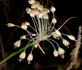 Allium flavum subsp tauricum