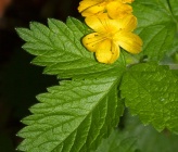 Aremonia agrimonoides subsp agrimonoides