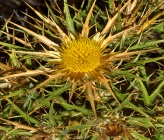 Carlina corymbosa subsp graeca