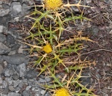 Carlina corymbosa subsp curetum